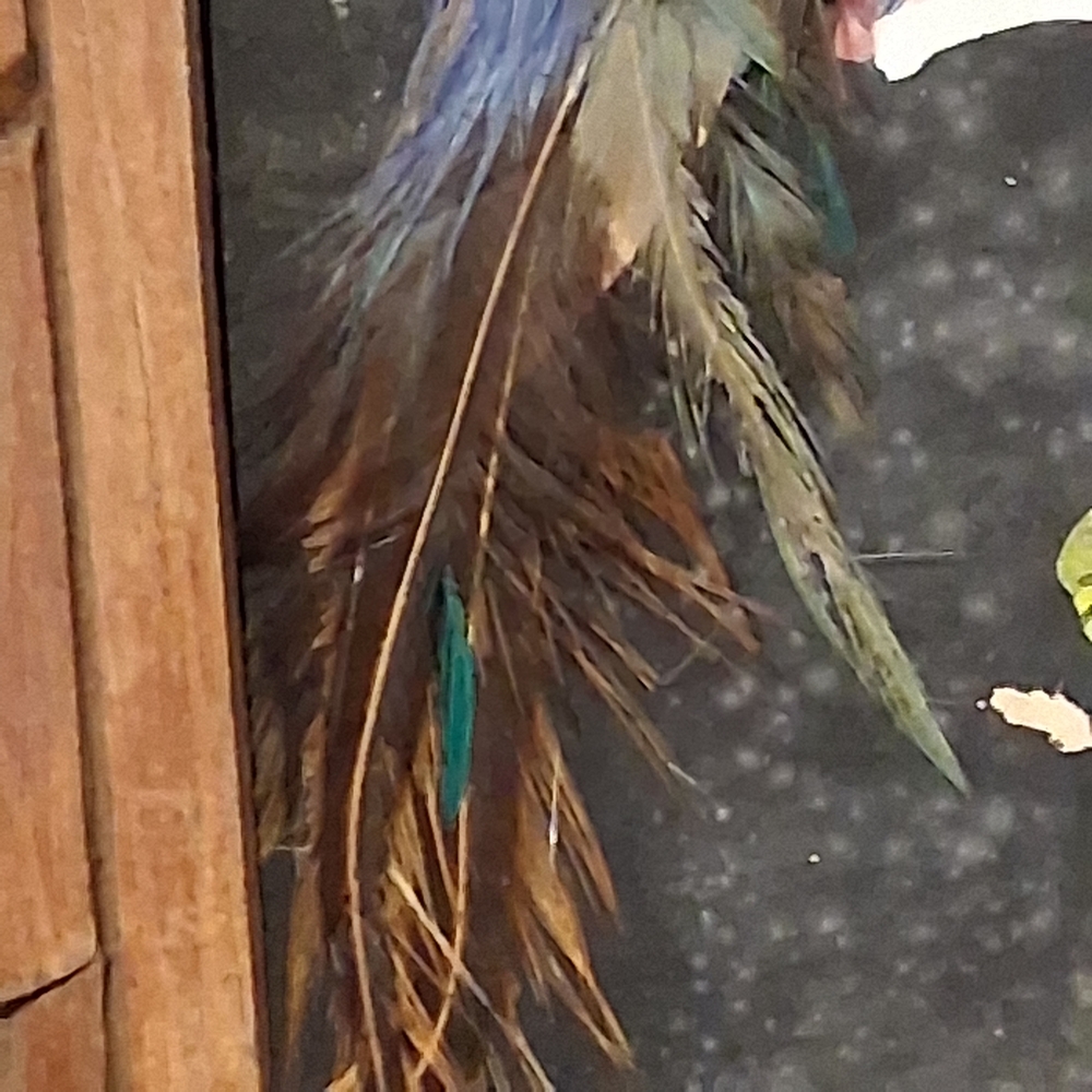 Source Unknown Vibrant Feather Art in Wooden Frame - Picture 3 of 7
